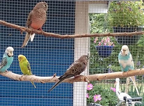 Vögel