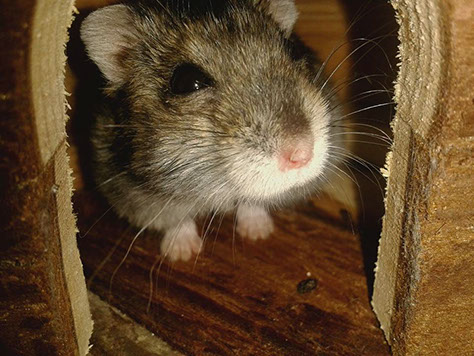 Hamster
