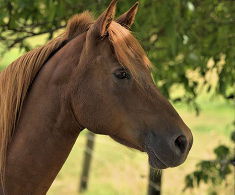 Pferd