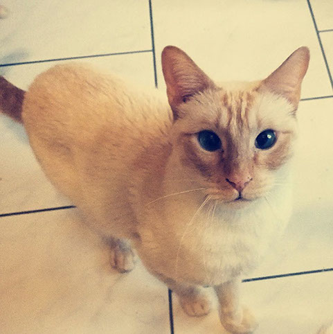 Tigerkatze